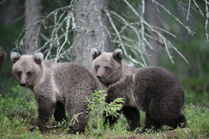 Bear and Cubs Photography 5