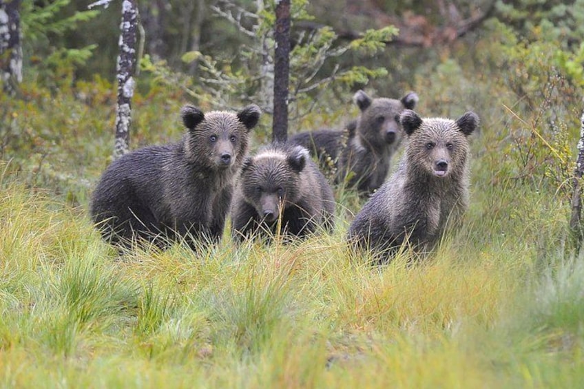 Bear and Cubs Photography 3