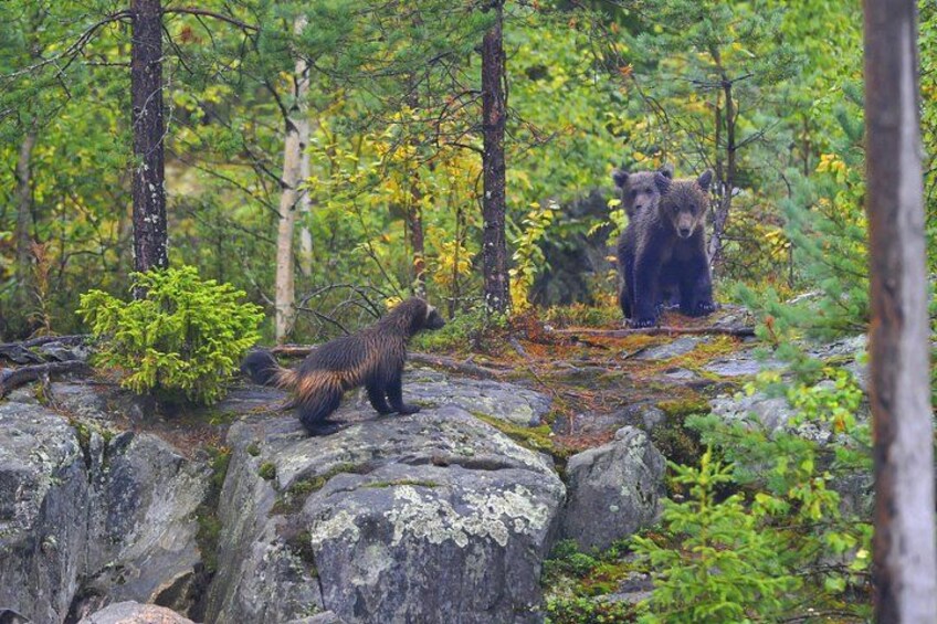 Bear and Cubs Photography 2