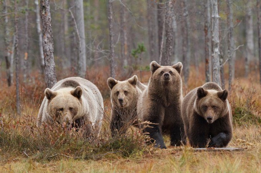 Bear and Cubs Photography 4