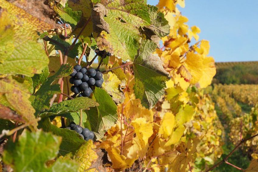 Viñedo con racimos de uvas oscuras entre hojas amarillentas. 4
