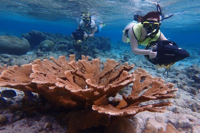 Snorkeling with Solar Power Sea Scooters - Group Tour