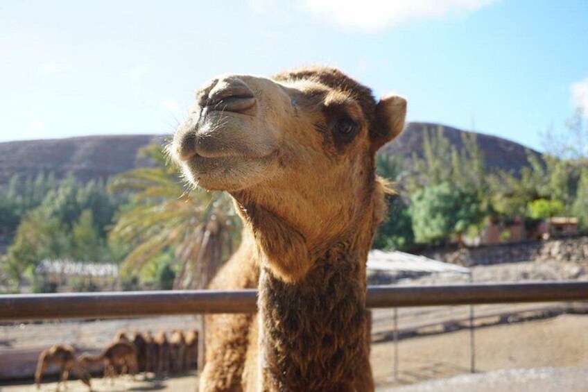A camel with a mountainous background. 2