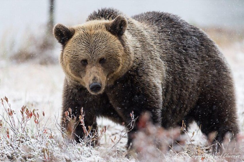 Un oso caminando en un paisaje nevado. 5