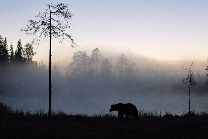 Un oso en un bosque con niebla. 2