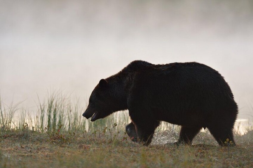Un oso caminando en una zona de césped con un fondo desenfocado. 3