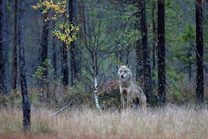 Un coyote en un bosque con árboles altos y hierba seca. 4