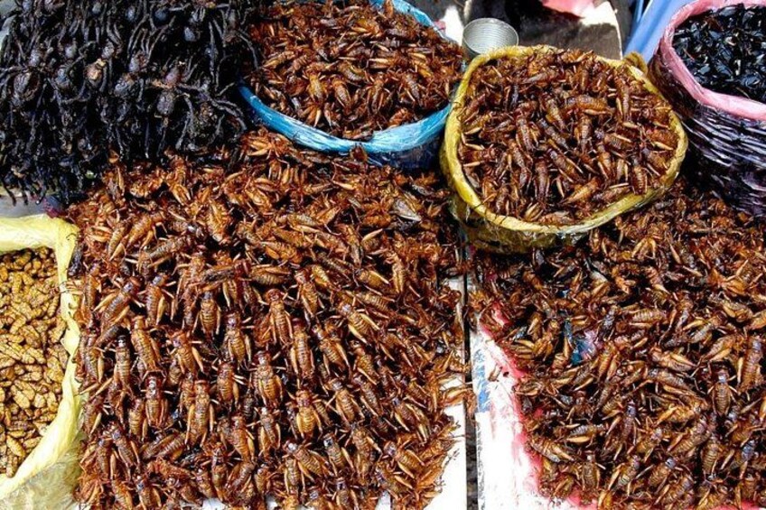 Various piles of crickets in different containers. 2