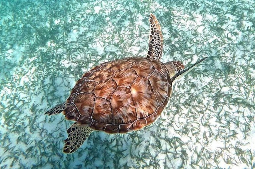 Een zeeschildpad zwemt in helder water, met een school vissen op de achtergrond. 3