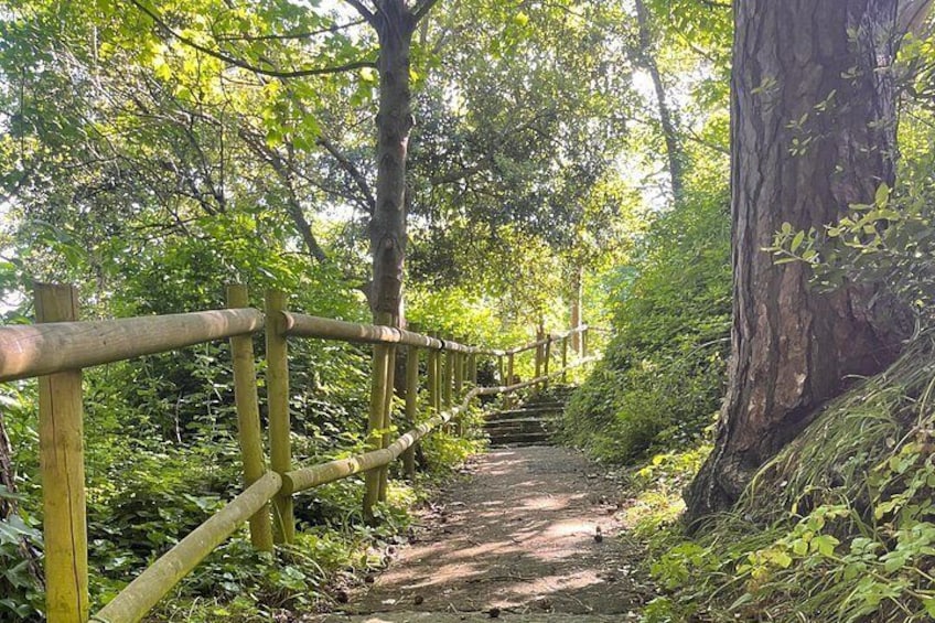 Un sentiero boschivo con una recinzione in legno, circondato da alberi e vegetazione. 4