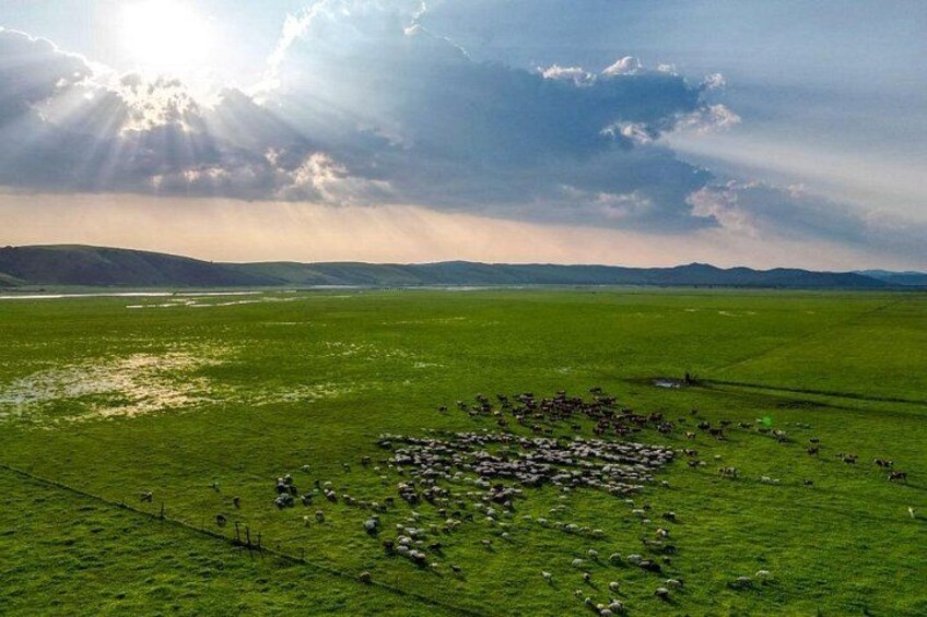 A green field with a herd of sheep and a fence. 2