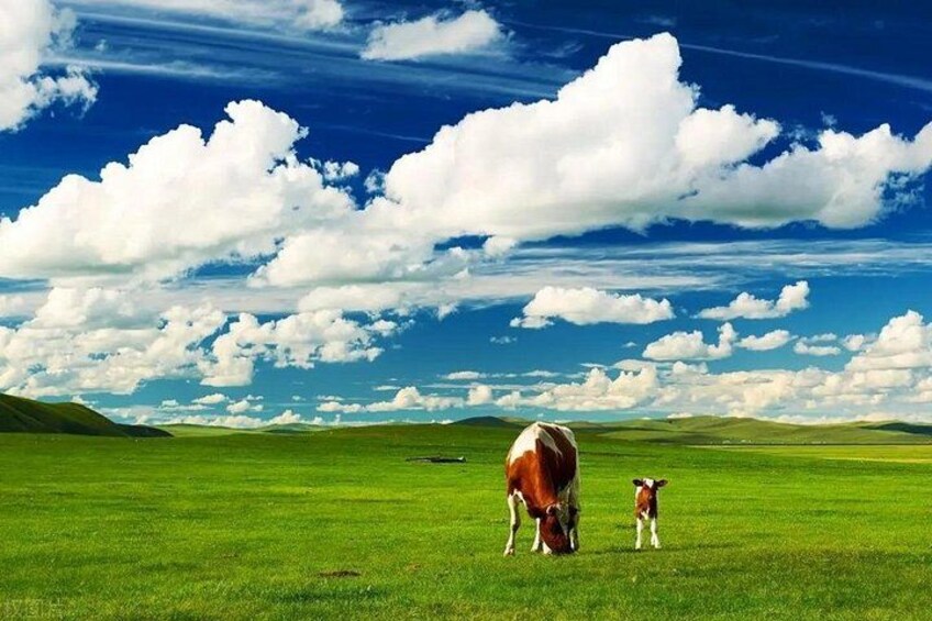 A cow and calf in a green field with a blue sky and clouds. 3