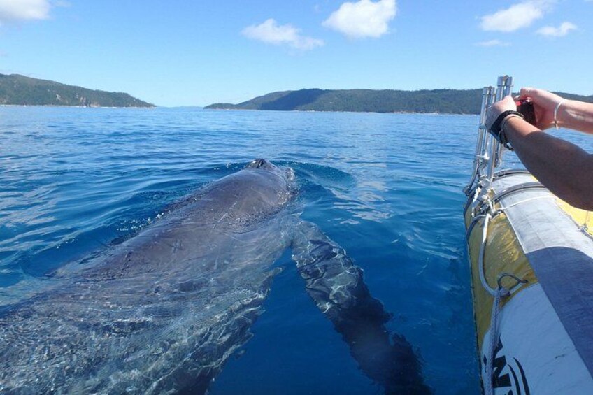 Whale pop up next to tender 2
