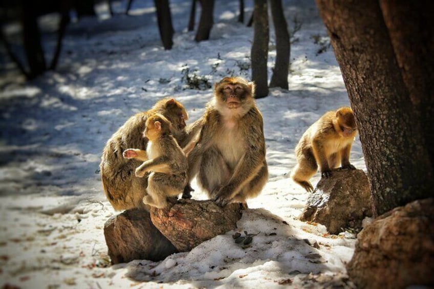 Monkeys sitting on rocks in a snowy forest. 1