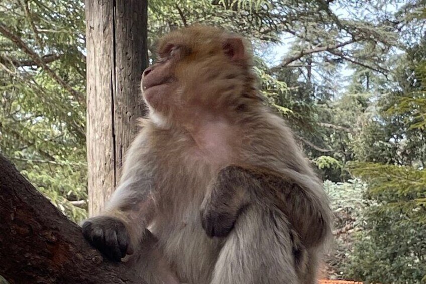 A monkey sitting on a tree branch in a forest. 4