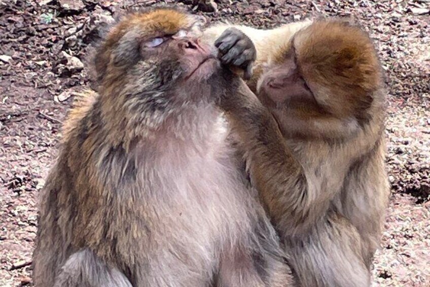 Two monkeys sitting on the ground, one grooming the other. 5