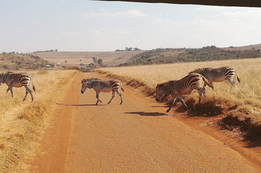 Cebra cruzando un camino de tierra en un campo cubierto de hierba. 5
