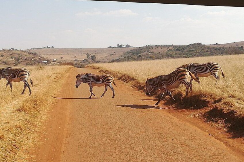 Rhino & Lion Nature Reserve 2