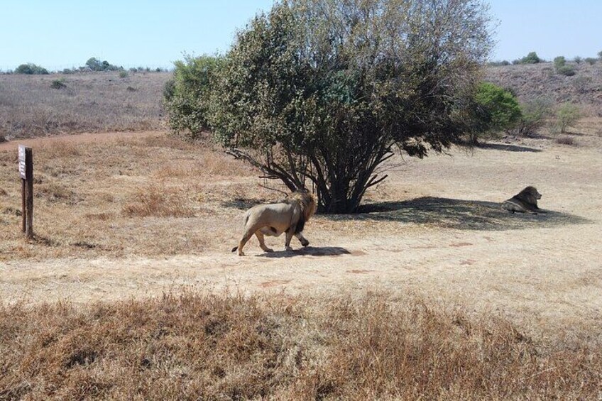 Rhino & Lion Nature Reserve 5