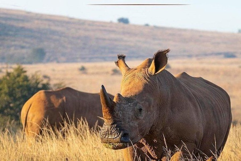 Rhino & Lion Nature Reserve 1