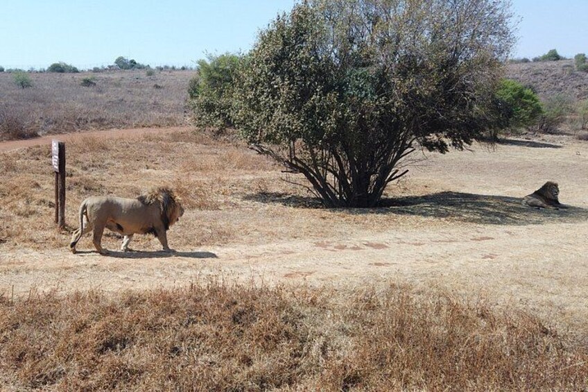 Rhino & Lion Nature Reserve 4