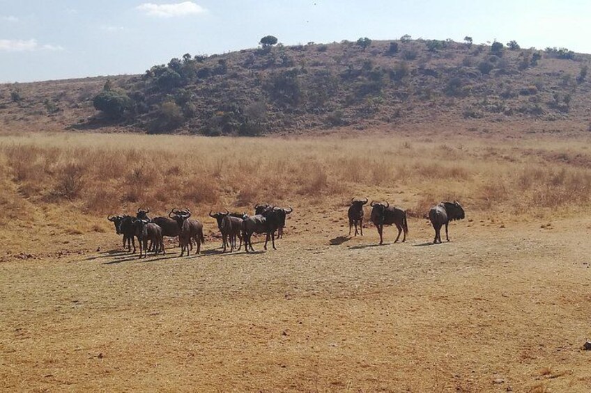 Rhino & Lion Nature Reserve 4