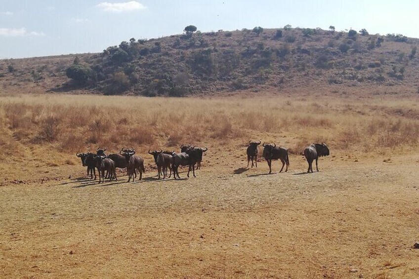 Rhino & Lion Nature Reserve 4