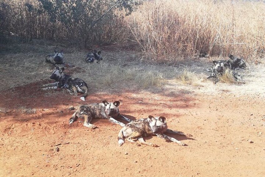Perros salvajes descansando sobre un sendero polvoriento en una zona seca y cubierta de hierba. 2