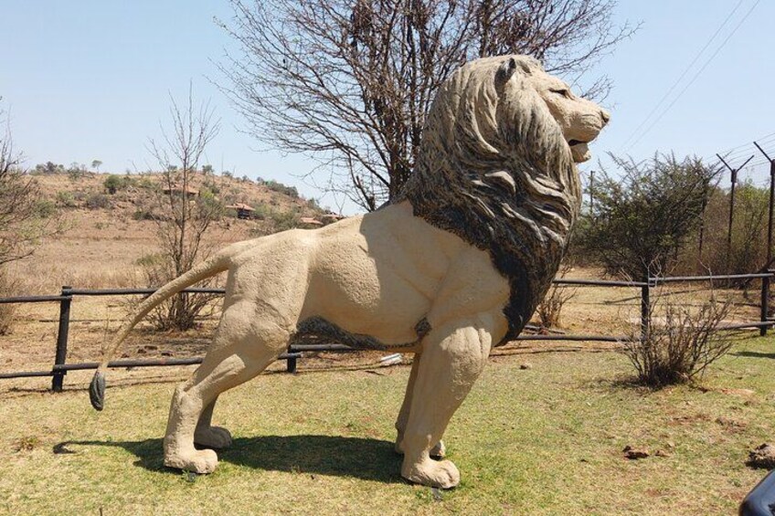 Rhino & Lion Nature Reserve 4