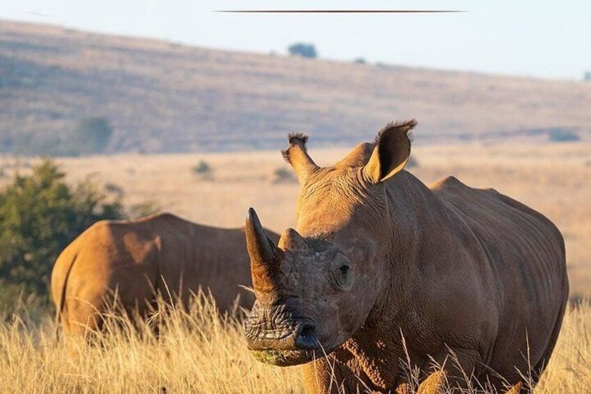 Rhino & Lion Nature Reserve 1