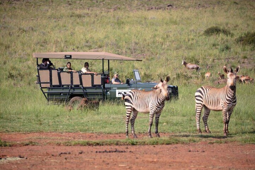 A safari vehicle with passengers, zebras, and antelopes in a grassy field. 3