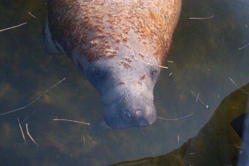2 Hour Dolphin, Birding and Shelling Tour 4