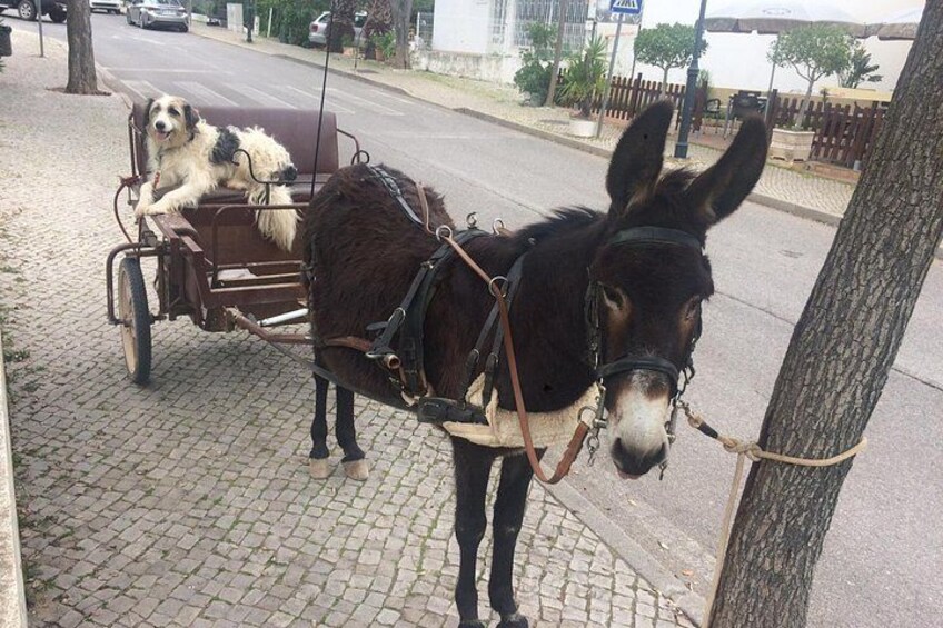 A donkey with a cart and a dog. 2