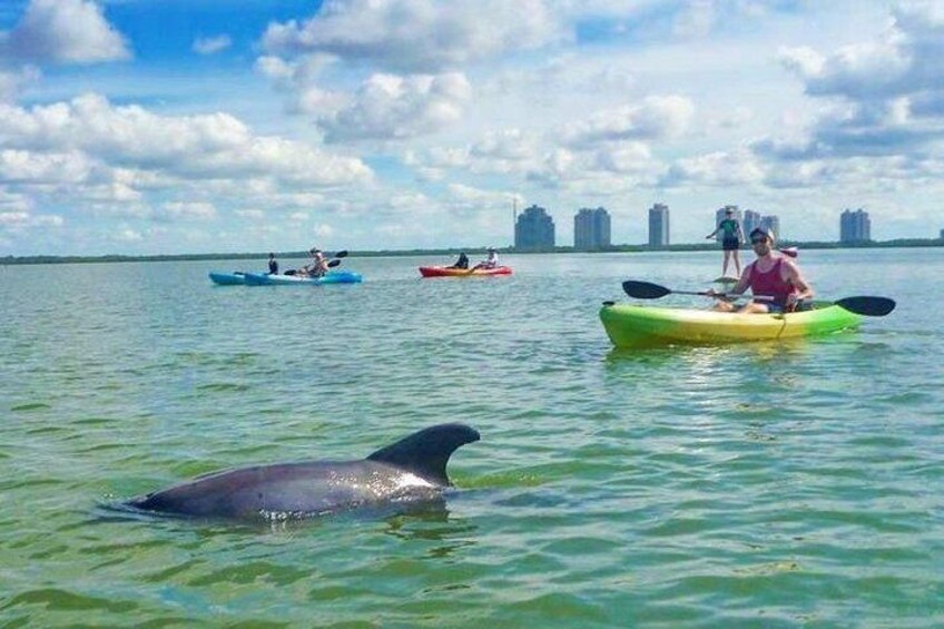 Dolphins are frequently seen during our tours 1