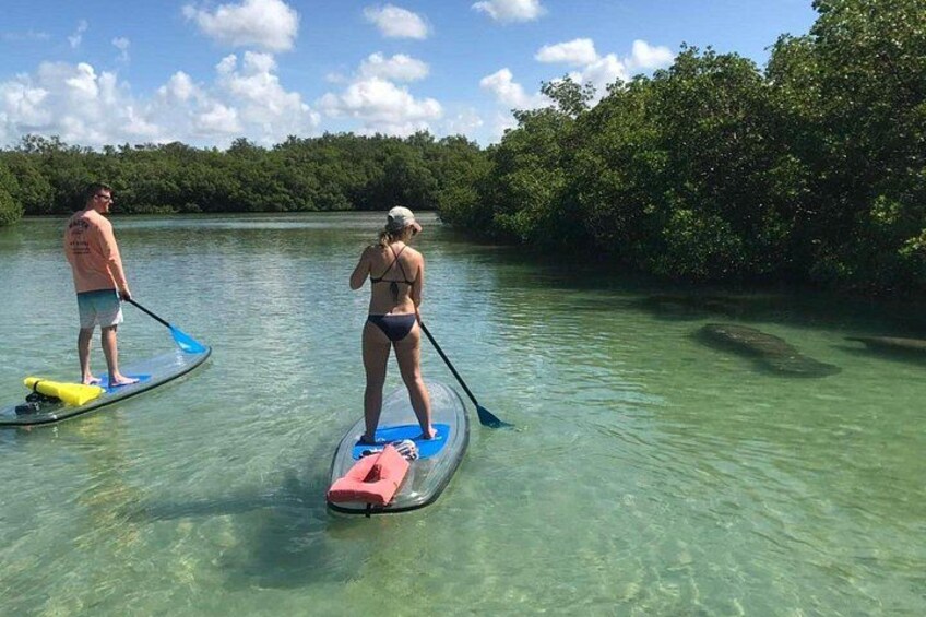 Gliding along with the Manatees on CLEAR paddleboards 4