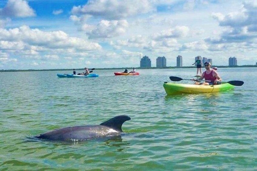 Dolphins are frequently seen during our tours 1