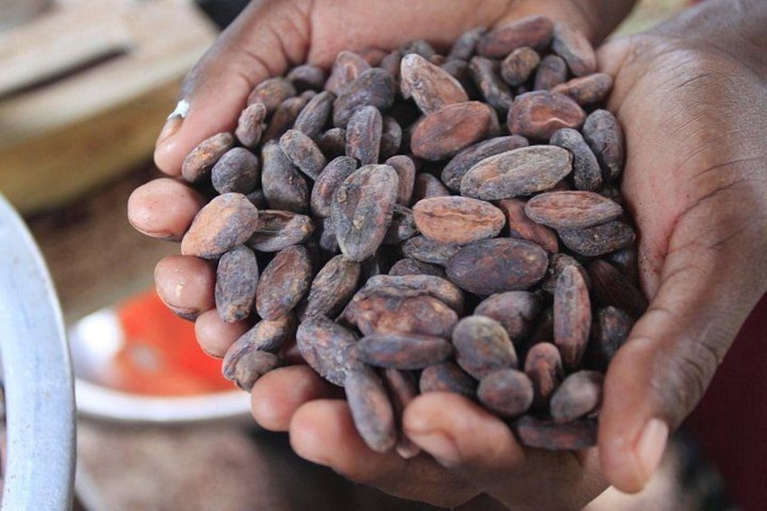 Mayan Chocolate Making & Waterfall Swimming From Placencia 1