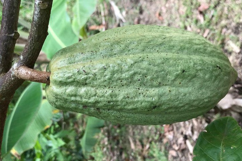 Mayan Chocolate Making & Waterfall Swimming From Placencia 3