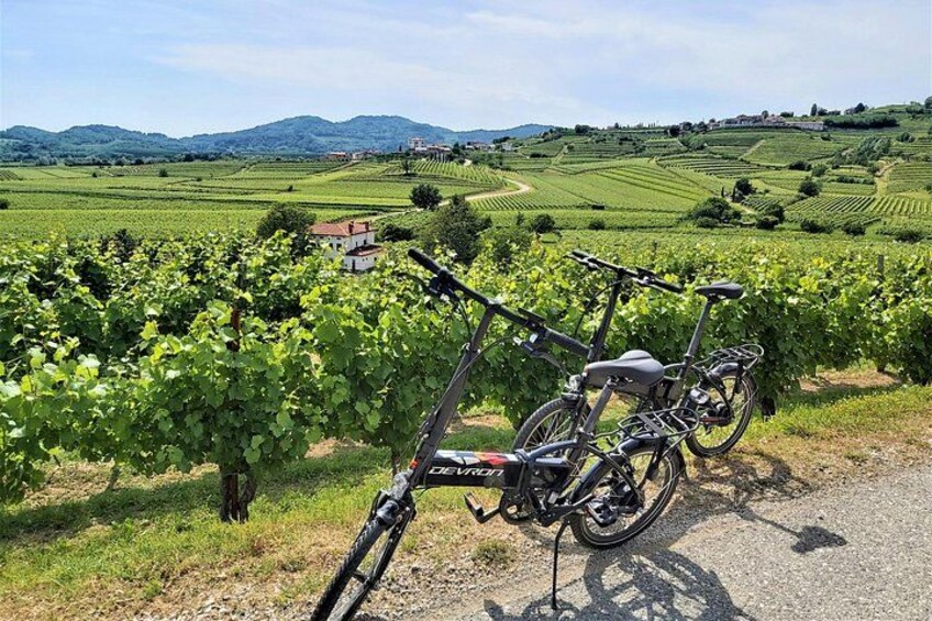 A bicycle parked in a vineyard with a house in the background. 1