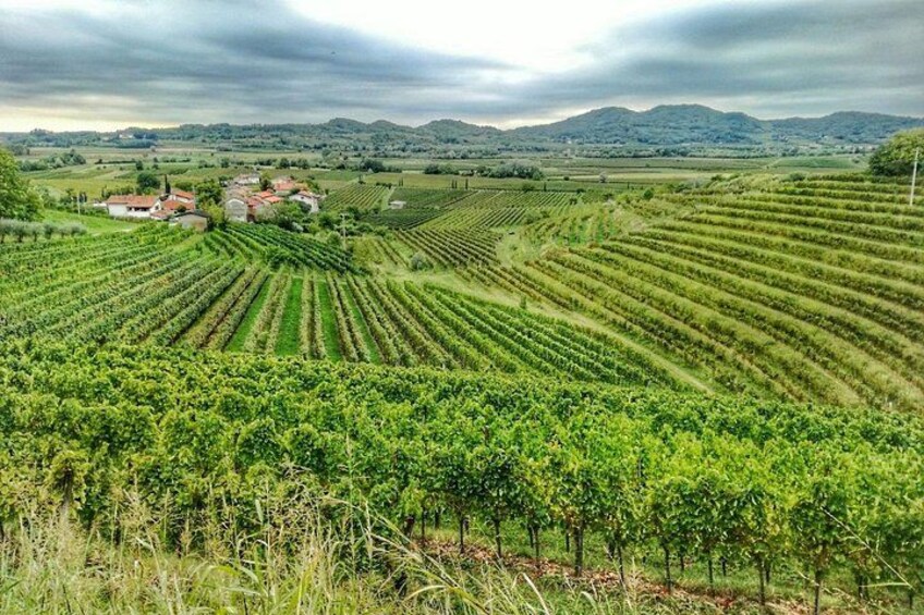 A vineyard with rows of grapevines, a small building, and rolling hills in the background. 2