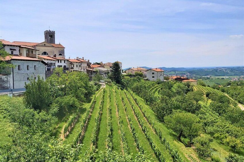 A vineyard with rows of grapevines, a church with a bell tower, and houses in the background. 5