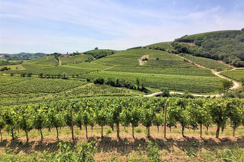 A vineyard with rows of grapevines on rolling hills. 4