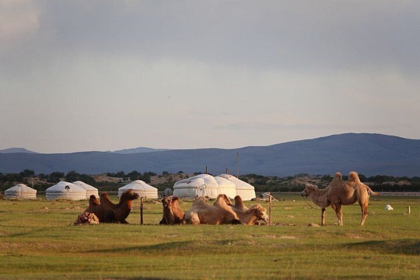 A grassy field with yurts and camels. 2