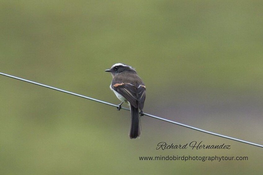 A bird perched on a wire. 3