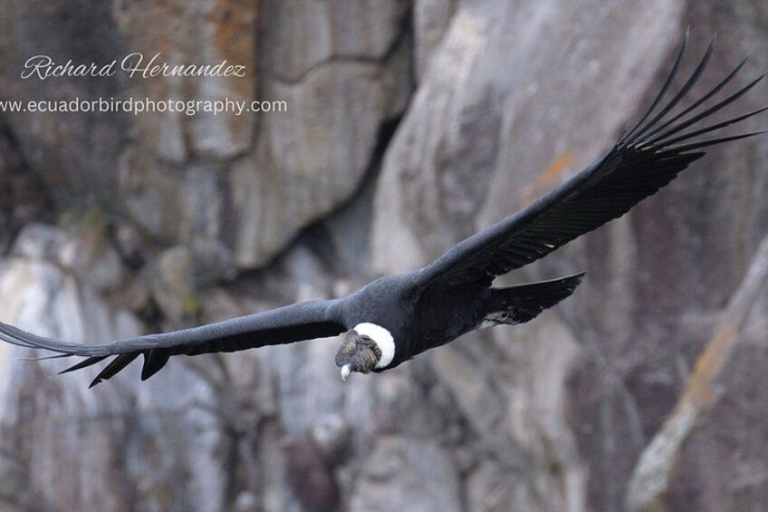 A bird in flight with outstretched wings against a rocky background. 1
