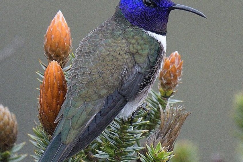 A hummingbird perched on a plant with orange buds. 4