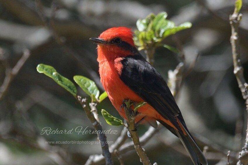 A vibrant red bird perched on a branch with green leaves. 2