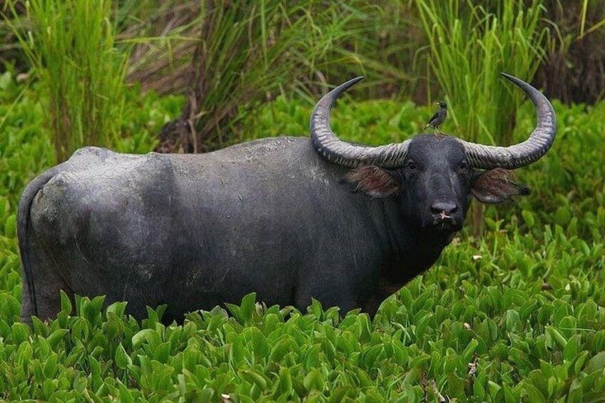 Un buffle noir, doté de grandes cornes recourbées, se tient dans une zone herbeuse. 2