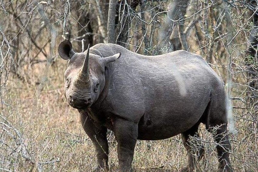 Un rhinocéros dans un environnement naturel, avec des arbres et de l’herbe sèche. 5
