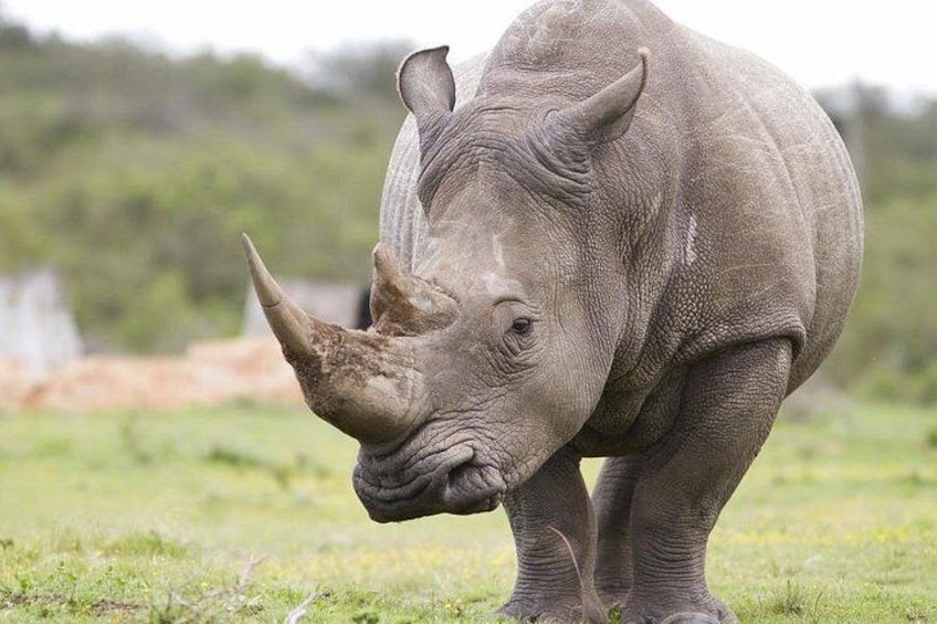 A rhinoceros in a grassy field with trees in the background. 5
